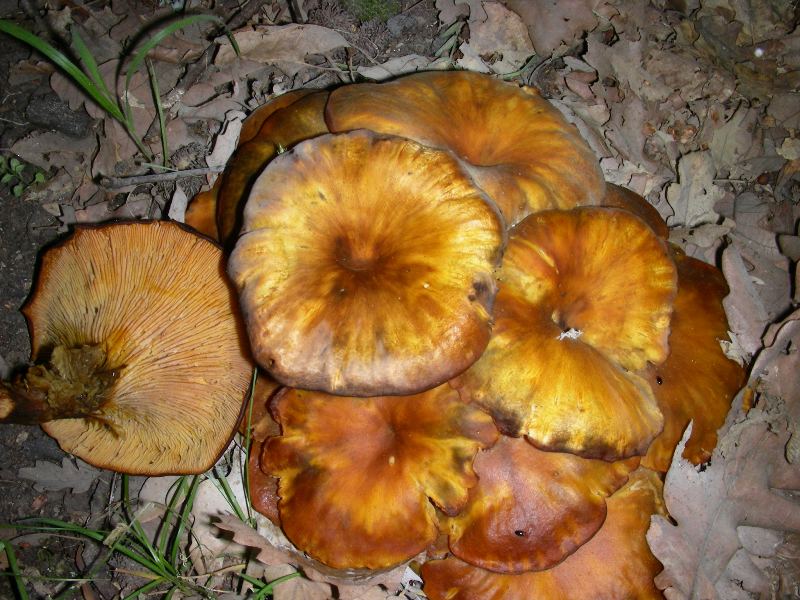 2) Fotografati  il 16.06.2012.sotto Quercia